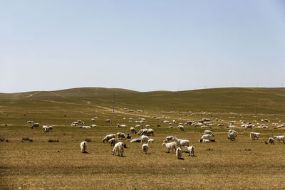 There are flocks of goats grazing on the beautiful prairie in autumn