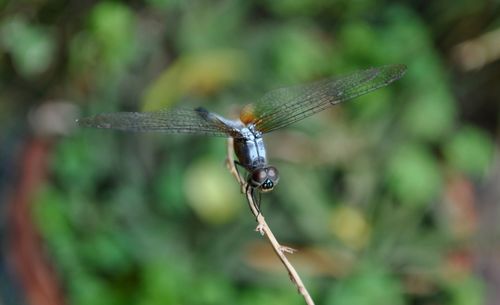 Close-up of dragonfly on twig