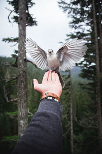 Low angle view of bird flying against trees