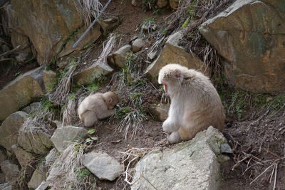 High angle view of monkey sitting on rock