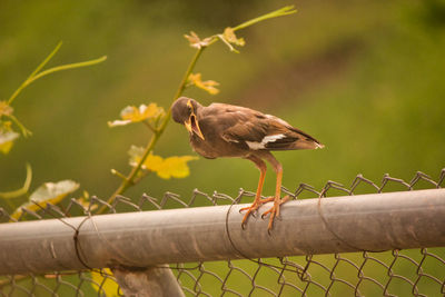 Bird perching on a fence