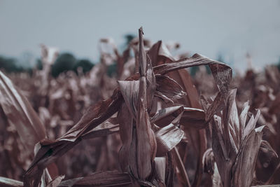 Close-up of wilted plant on field against sky