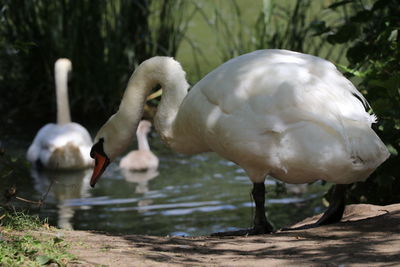 Swan in lake