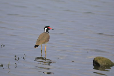 High angle view of bird perching on a lake