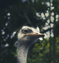 Close-up of ostrich