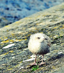 Close-up of owl perching on rock