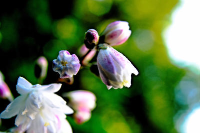 Close-up of purple flowering plant
