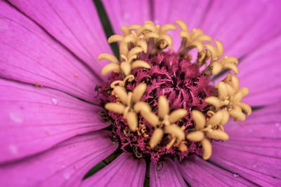 Close-up of pink flower