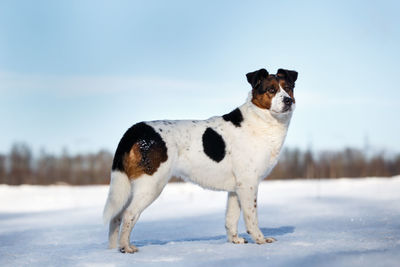 Dog standing in snow on field during winter