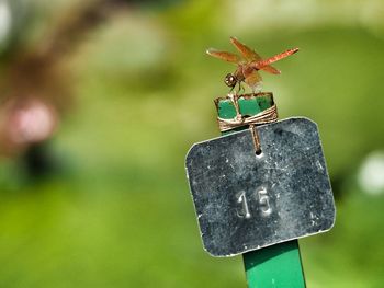 Close-up of insect