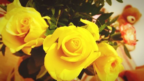 Close-up of yellow flowers