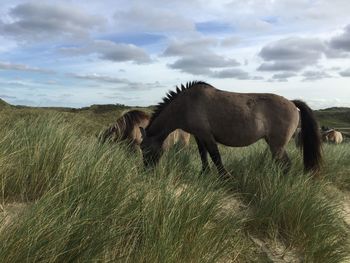 Horses grazing on field against cloudy sky