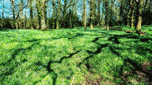 Scenic view of trees growing on field