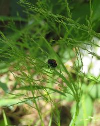 Close-up of insect on plant