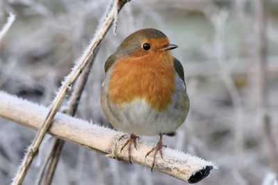Close-up of bird perching on branch in snow