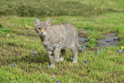 Portrait of cat walking by blue plums on grassy field