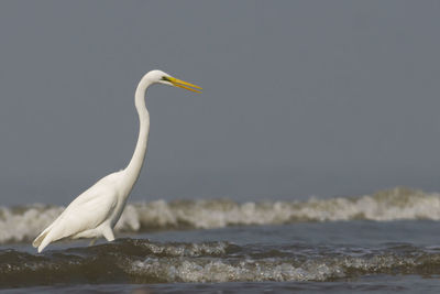 Bird perching on a beach