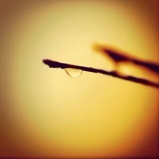 sunset, orange color, close-up, silhouette, copy space, nature, one animal, animal themes, beauty in nature, selective focus, focus on foreground, no people, clear sky, wildlife, twig, outdoors, stem, animals in the wild, dusk, auto post production filter