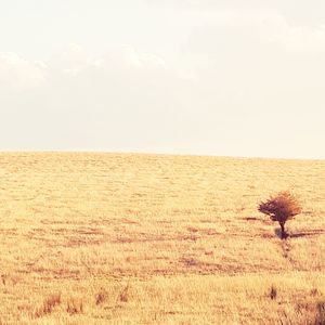 Scenic view of field against clear sky