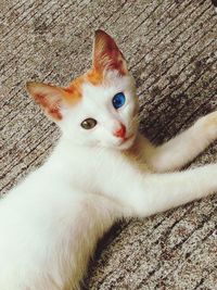 High angle portrait of a cat