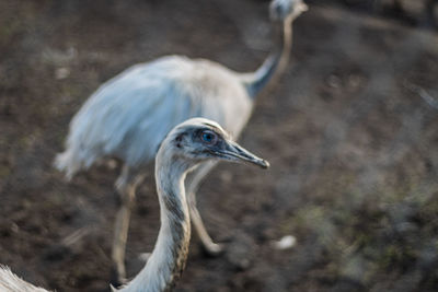 Close-up of a bird
