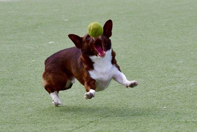 Dog running on field