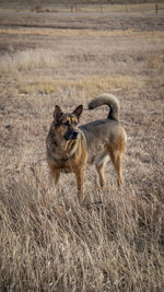 View of a dog on field