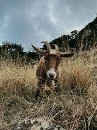 Portrait of lion standing on field against sky