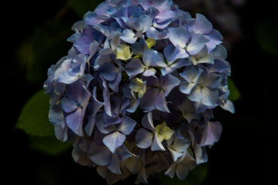 Close-up of hydrangea blooming outdoors