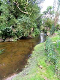 Scenic view of river stream amidst trees in forest