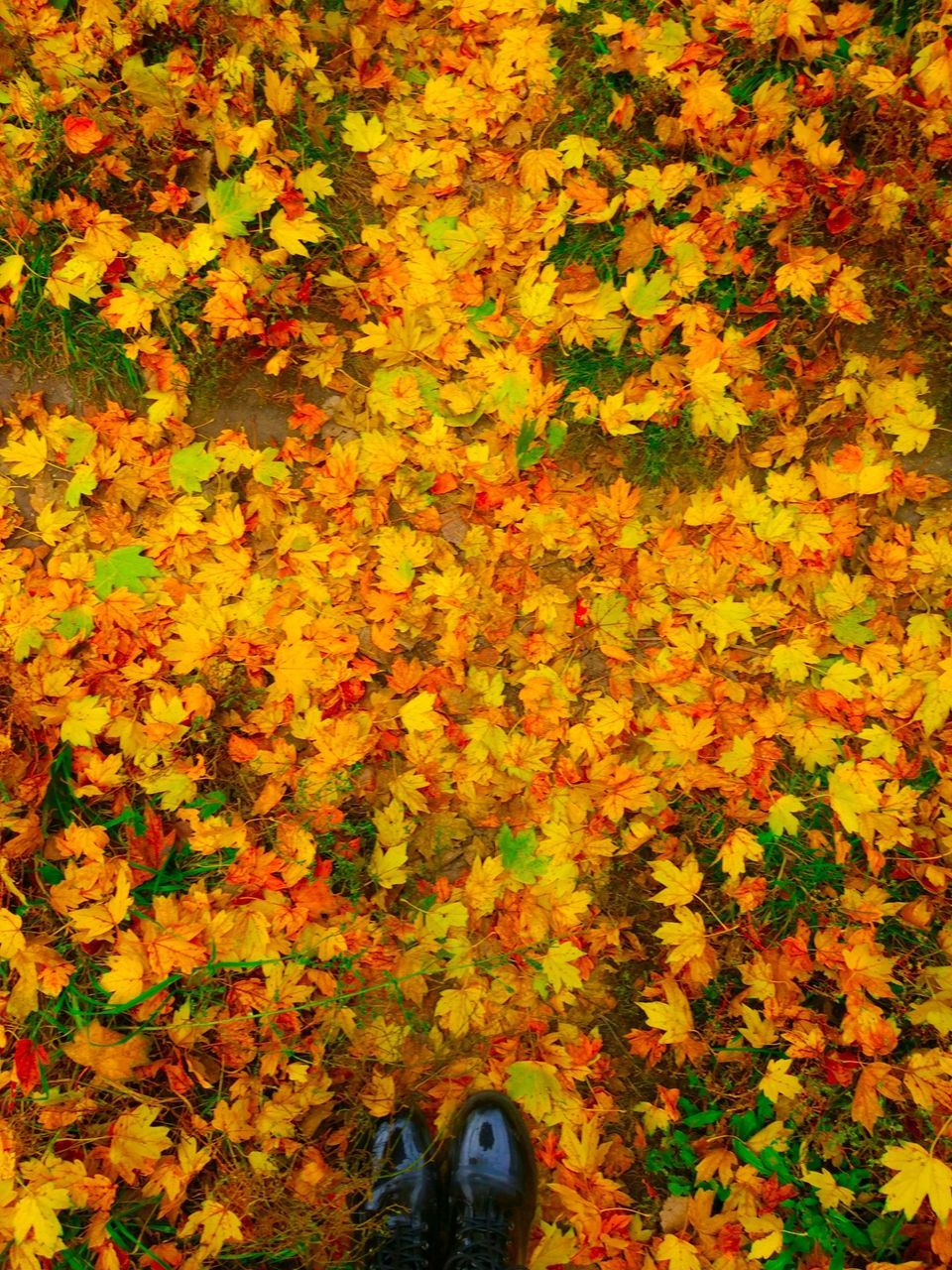 LOW SECTION OF AUTUMN LEAVES ON FIELD DURING ORANGE