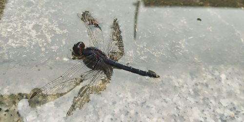 High angle view of dragonfly