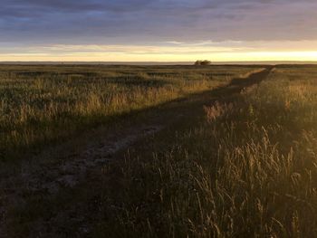 Scenic view of field against sky during sunset