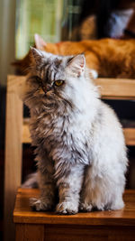 Cat sitting on table at home