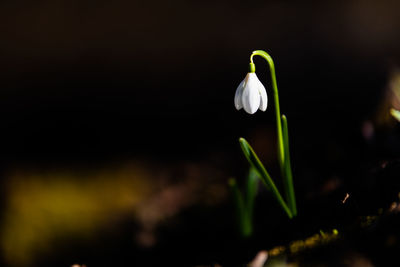 Close-up of white flowering plant