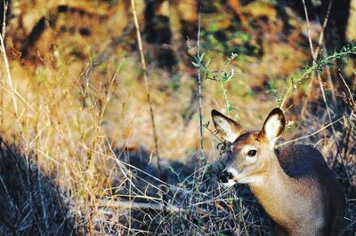 Deer in a field