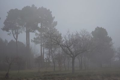 Trees on field against sky during foggy weather