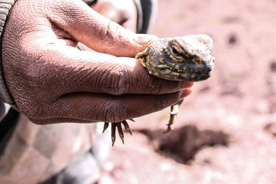 Close-up of man holding leaf