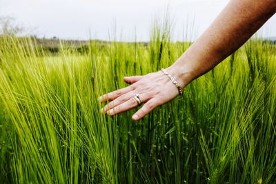 Close-up of hand holding crops on field