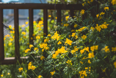 Close-up of yellow flowering plants on field