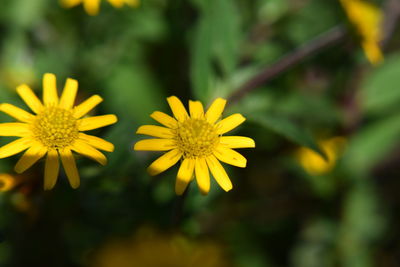 Close-up of yellow flowering plant