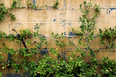 Ivy growing on wall