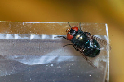 Close-up of insect