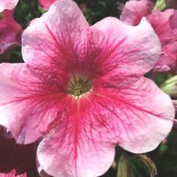 Close-up of pink flower blooming outdoors