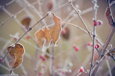 Close-up of dry leaves on plant during winter