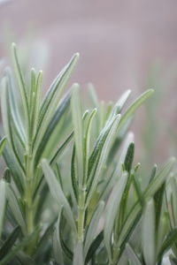 Close-up of raindrops on plant