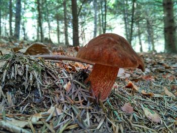 Close-up of mushroom growing in forest