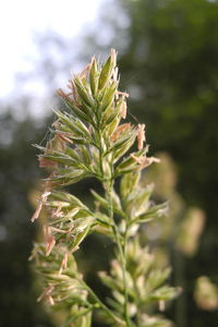 Close-up of plant growing on field