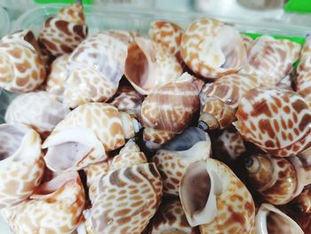 Close-up of shells for sale