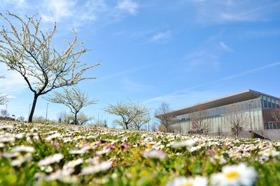 Surface level of flowering plants on field against blue sky